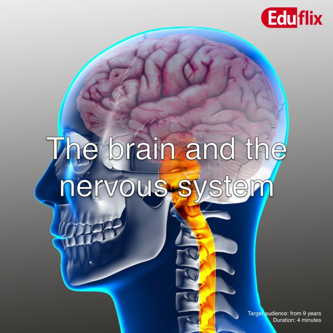 The brain sends signals out to our muscles so we can walk or move, so-called will-controlled nerve functions. But the brain also controls non-will-controlled nerve functions, such as breathing and the heart beating ...